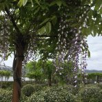 Vistéria čínska (Wisteria sinensis) ´PROLIFIC´- výška 190-210 cm, obvod kmeňa 8/10 cm, kont. C20L - NA KMIENKU